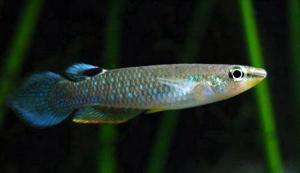 70_59-aplokheilus-goluboi-aplocheilus-punchax.jpg